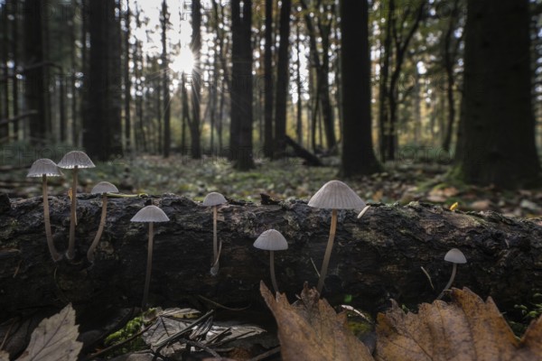 Helmlinge (Mycena), Emsland, Lower Saxony, Germany