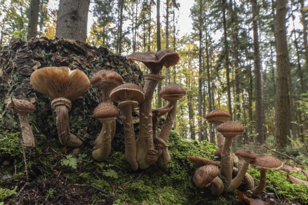 Common Hallimash (Armillaria ostoyae), Emsland, Lower Saxony, Germany