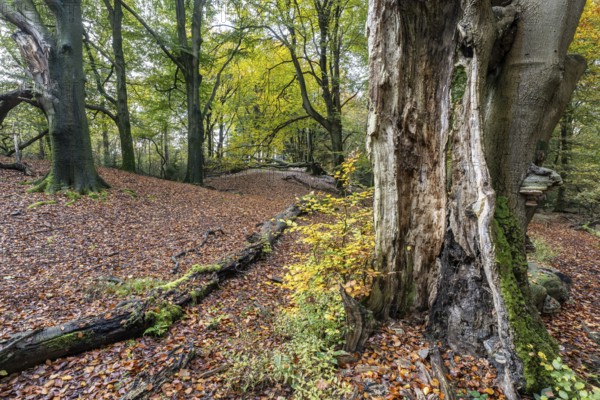 Beech forest (Fagus sylvatica) in autumn leaves, Emsland, Lower Saxony, Germany