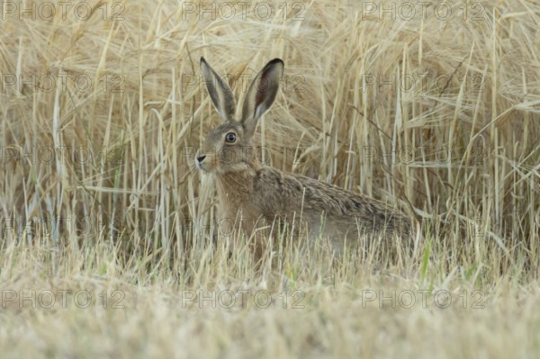 European brown hare (Lepus europaeus) adult animal in a farmland wheat field in summer, England, United Kingdom