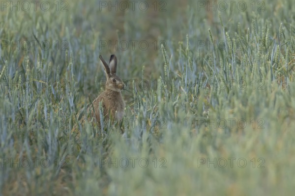 European brown hare (Lepus europaeus) adult animal feeding on a wheat plant in a farmland field in summer, England, United Kingdom