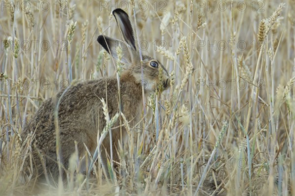 European brown hare (Lepus europaeus) adult animal feeding on a wheat sheath in a farmland field in summer, England, United Kingdom