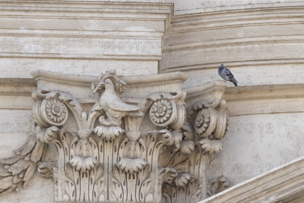 Feral dove (Columba livia) adult bird on a building with a peace dove bird sculture in the city of Rome, Italy