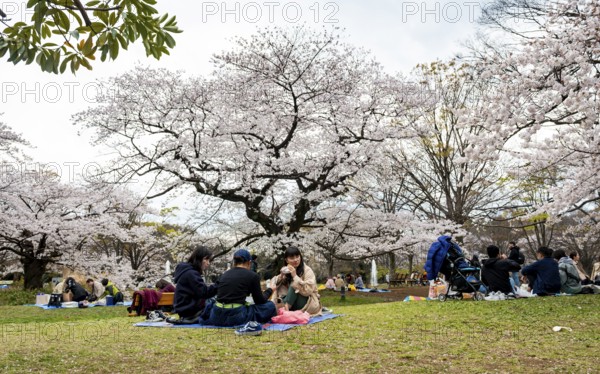 People picnicking under cherry blossoms in Yoyogi Park, Hanami Festival, Shibuya District, Tokyo, Japan