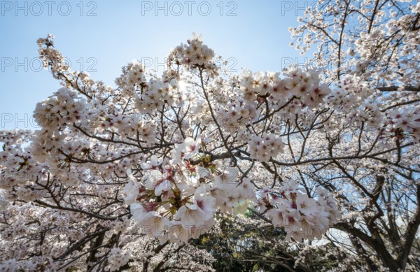 Cherry tree blossoms in spring, Yoyogi Park, Hanami Festival, Shibuya Ward, Shibuya District, Tokyo, Japan