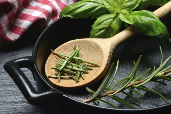 Rosemary, rosemary leaves and rosemary sprig with cooking pot