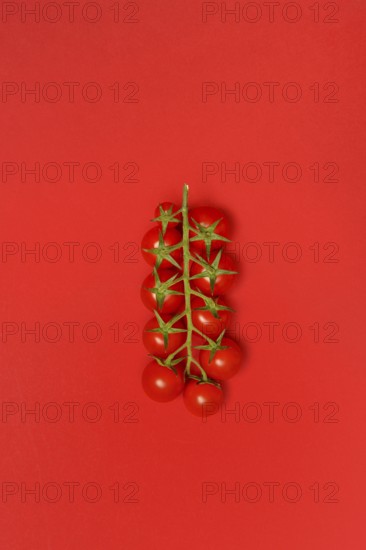 Tomatoes, tomato vine on red background