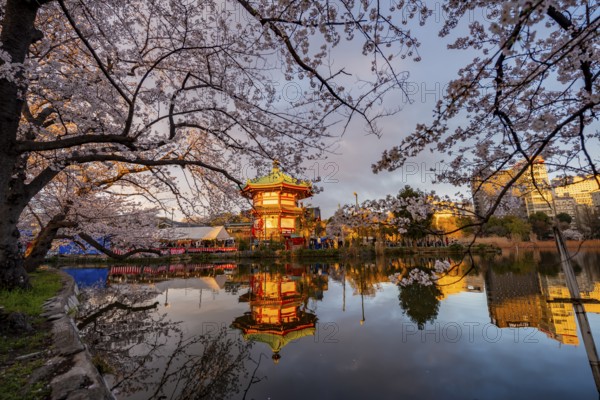 Shinobazunoike Bentendo temple reflected in lake at sunset, Shinobazu pond, lakeside cherry blossom in spring, Hanami festival, Ueno Park, Taito City, Tokyo, Japan