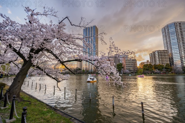 Paddleboats in lake at sunset, Shinobazu pond, lakeside cherry blossoms in spring, Hanami Festival, Ueno Park, Taito City, Tokyo, Japan