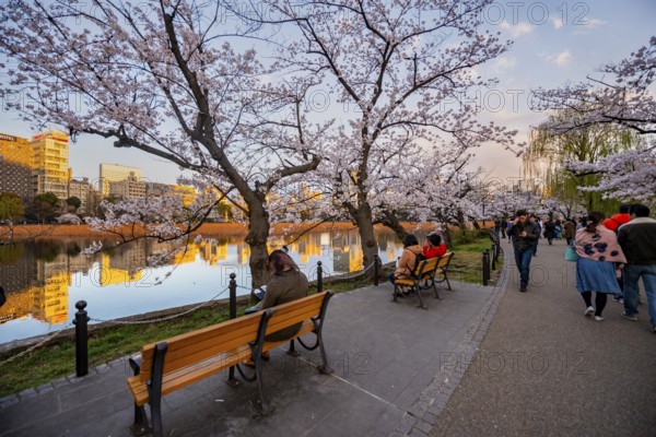Visitors sitting on lakeside benches, lakeside path at sunset, Shinobazu pond, lakeside cherry blossom in spring, Hanami festival, Ueno Park, Taito City, Tokyo, Japan