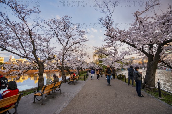 Lakeside path at sunset, Shinobazu Pond, lakeside cherry blossoms in spring, Hanami Festival, Ueno Park, Taito City, Tokyo, Japan
