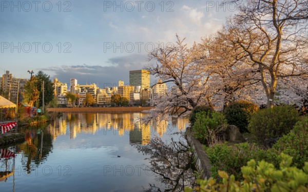 Skyscrapers reflected in lake at sunset, Shinobazu pond, lakeside cherry blossoms in spring, Hanami Festival, Ueno Park, Taito City, Tokyo, Japan