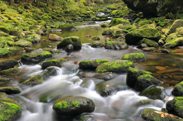 Stream, stones, mixed forest, autumn, Wildbachklamm Buchberger Leite, Bavarian Forest National Park, Bavaria, Germany