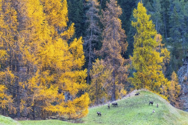 Chamois (Rupicapra rupicapra) in front of yellow larches (Larix), autumn, Zernez, Engadin, Graubünden, Switzerland
