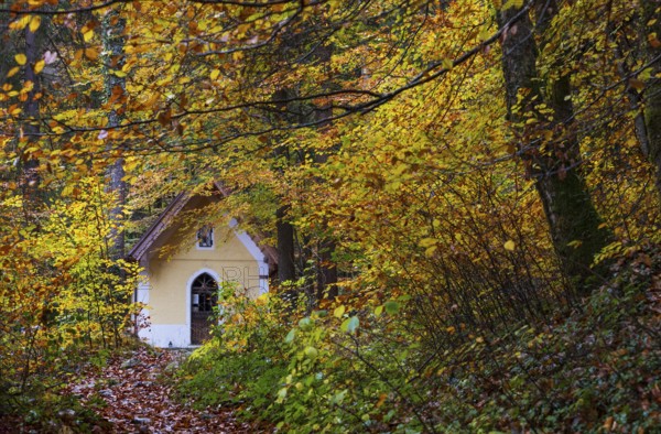 Deciduous trees, colorful autumn forest with counter chapel, Sankt Lorenz, Mondseeland, Salzkammergut, Upper Austria, Austria