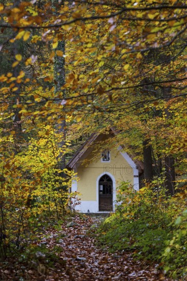 Deciduous trees, colorful autumn forest with counter chapel, Sankt Lorenz, Mondseeland, Salzkammergut, Upper Austria, Austria