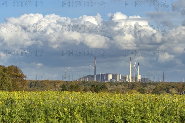 Symboldild with clouds Cumulus calvus for wind energy at the top, Uniper power plant with fossil energy the largest hard coal-fired power plant in Germany, at the bottom in the foreground sunflower symbol for solar energy, North Rhine-Westphalia, Germany