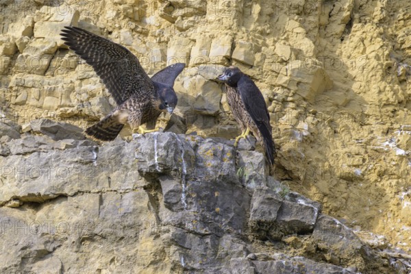 Peregrine falcon (Falco peregrinus), Peregrine falcon, young birds resting in a rock face, biosphere area, Swabian Jura, Baden-Württemberg, Germany