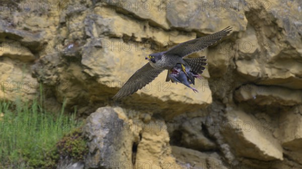 Peregrine falcon (Falco peregrinus), Peregrine falcon, flying with prey on a rock wall, biosphere area, Swabian Jura, Baden-Württemberg, Germany