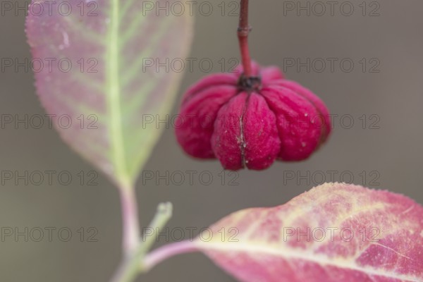 Common spindle bush (Euonymus europaeus), fruits, Emsland, Lower Saxony, Germany