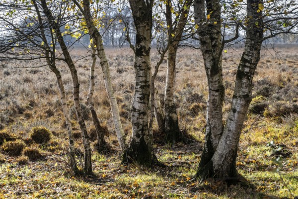 Birches (Betula pendula) in the moor, Emsland, Lower Saxony, Germany
