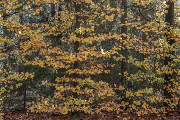 Beech trees (Fagus sylvatica) in autumn leaves, Emsland, Lower Saxony, Germany
