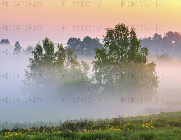 A misty field at sunrise with soft light illuminating trees and greenery, creating a serene atmosphere, spring or summer landscape, morning and the first sun lights at sunrise in fog, clear sky, idyllic nature with calm atmosphere, trees on hills, foggy river with mist, AI generated