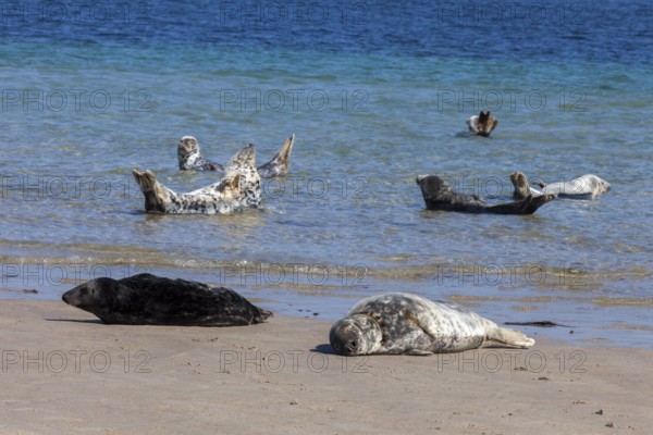 Seals and grey seals on the bathing dune of the island of Heligoland, Schleswig-Holstein, Germany