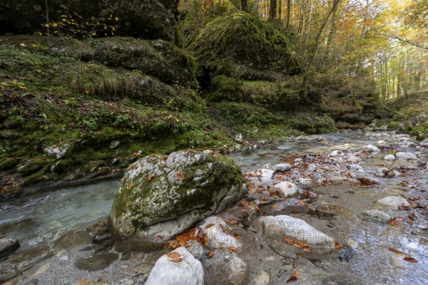 Stream in autumn, Gams, Styria, Austria