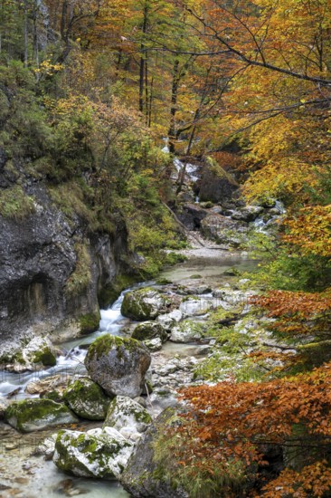 Stream in autumn in the Nothklamm, Gams, Palfau, Hieflau, Styria, Austria