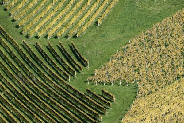 Typical landscape in autumn with vineyards, South Styrian hills, South Styrian wine route, Styria, Austria