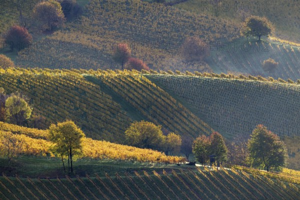 Sunrise, typical landscape in autumn with vineyards, South Styrian hills, South Styrian wine route, Styria, Austria