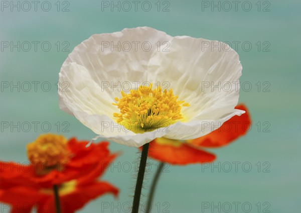 Icelandic poppy (Papaver nudicaule), flowers in the studio, painted background, North Rhine-Westphalia, Germany