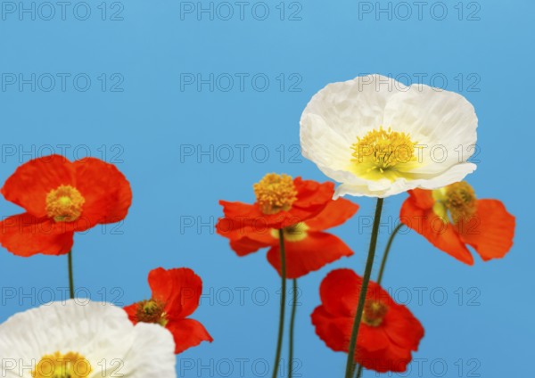 Icelandic poppy (Papaver nudicaule), flowers in the studio, blue background, North Rhine-Westphalia, Germany