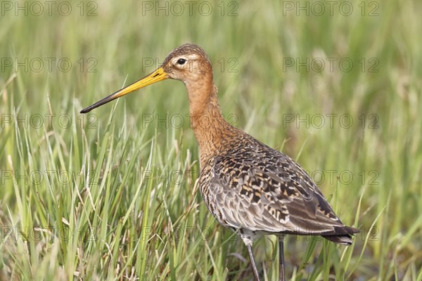 Blacktail (Limosa limosa) runs on the shore of a lake in a moor, snipe birds, wildlife, nature photography, oxmoor, Dümmer See, Hüde, Lower Saxony, Germany