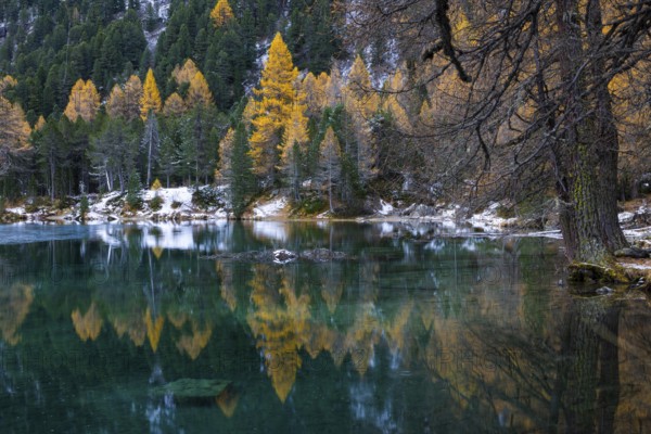 Lake Palpougna, mountain lake, mixed forest with larch (Larix) in autumn colors, snow, autumn, Filisur mountain green, Albula Pass, Grisons, Switzerland