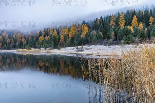 Lake Staz, mountain lake, mixed forest with larch (Larix) in autumn, common reeds (Phragmites australis), snow, fog, autumn, Celerina/Schlarigna, Engadin, Graubünden, Switzerland