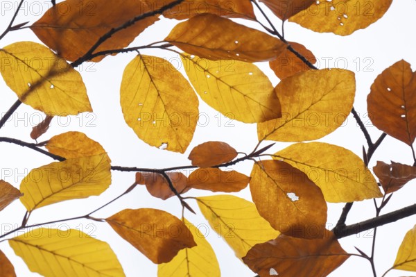 Yellow-brown colored beech leaves against white background, autumn, Stuttgart, Germany