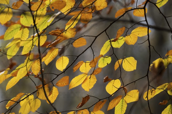 Yellow-brown colored beech leaves, autumn, Stuttgart, Germany