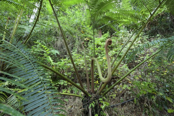The impressive royal fern Angiopteris evecta in the tropical rainforest of Queensland Australia