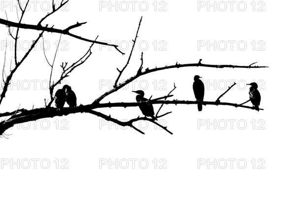 Cormorants (Phalacrocoracidae) sit on the branches of a dead tree, Drake, Lower Middle Rhine Valley, Rhineland-Palatinate, Germany