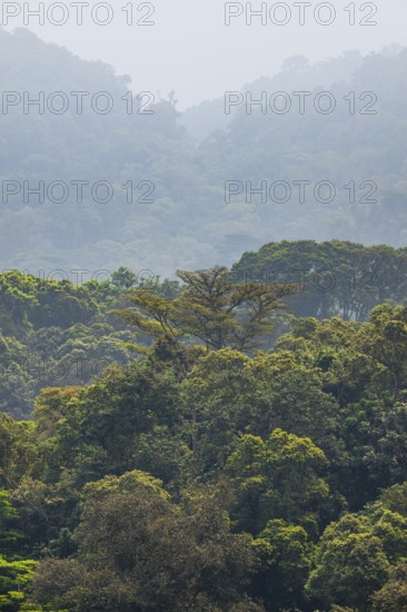 Landscape with tropical mountain rain forest, hills and treetops, Bwindi Impenetrable Forest, Uganda