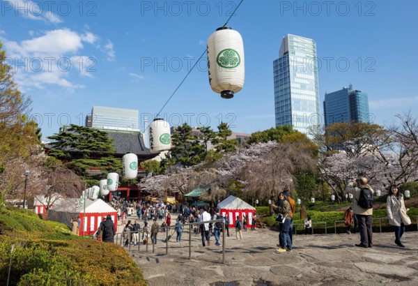 Buddhist temple complex Zojo-ji temple, cherry blossom in spring, Tokyo, Japan