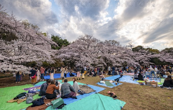 Japanese people picnicking under cherry blossoms in Yoyogi Park, Hanami Festival, Shibuya District, Tokyo, Japan