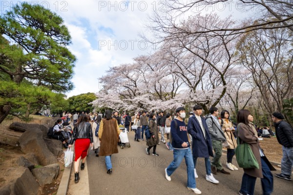 Visitors walking through the park under cherry blossoms, Yoyogi Park, Hanami Festival, Shibuya District, Shibuya District, Tokyo, Japan