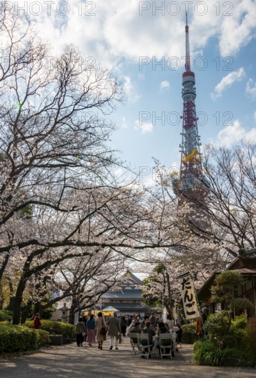 Buddhist temple complex Zojo-ji Temple and Tokyo Tower, cherry blossom in spring, Tokyo, Japan
