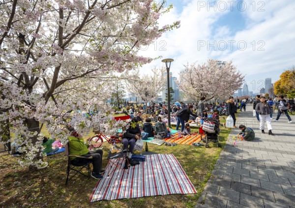 Japanese people in a park under cherry blossoms, Hanami Festival, Tokyo, Japan