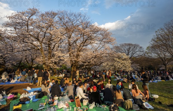 Japanese people picnicking under cherry blossoms in Yoyogi Park, in the evening light, Hanami Festival, Shibuya District, Tokyo, Japan