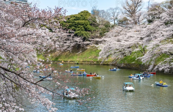 Chidorigafuchi Canal with rowing boats, blooming cherry trees on the shore, castle moat, Japanese cherry blossom in spring, Hanami festival, Chidorigafuchi Green Way, Tokyo, Japan