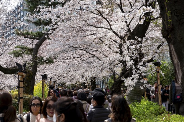 People walking under blooming cherry trees, Japanese cherry blossoms in spring, Hanami Festival, Chidorigafuchi Green Way, Tokyo, Japan